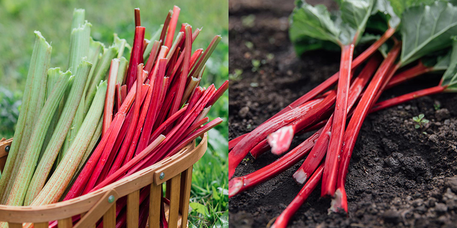 冷凍赤ルバーブ　4キロ　八ヶ岳山麓 冷凍赤ルバーブ 4キロ 八ヶ岳山麓